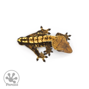 Male Harlequin Crested Gecko Cr-1279 from above