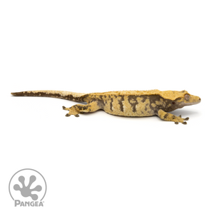 Female XXX Crested Gecko Cr-1280 looking right