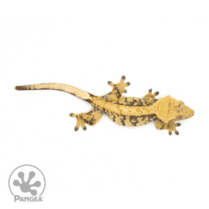 Female XXX Crested Gecko Cr-1280 From above