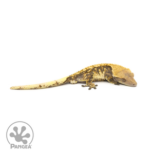 Male Extreme Harlequin Tricolor Crested Gecko Cr-1281 looking right 
