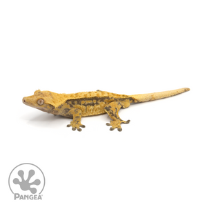 Male Extreme Harlequin Crested Gecko Cr-1283