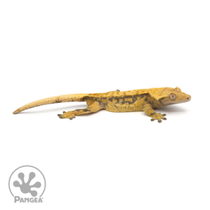 Male Extreme Harlequin Crested Gecko Cr-1283