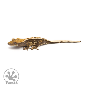 Female Tricolor Crested Gecko Cr-1286 looking left 