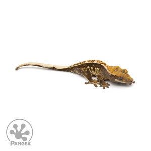 Female Tricolor Crested Gecko Cr-1286 looking right 