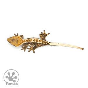Female Tricolor Crested Gecko Cr-1286 from above 
