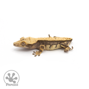 Male Pinstripe Crested Gecko Cr-1287 looking left 