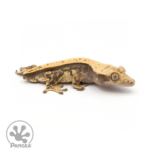 Male Pinstripe Crested Gecko Cr-1287 looking right