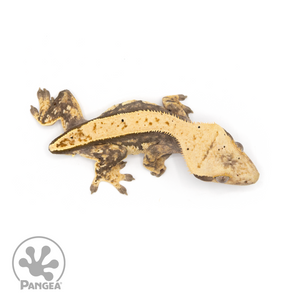 Male Pinstripe Crested Gecko Cr-1287 from above 