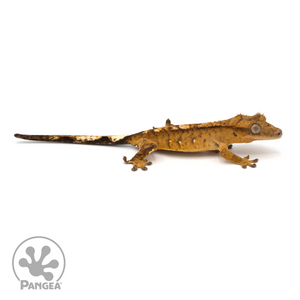 Juvenile Tiger Crested Gecko Cr-1288 looking right 