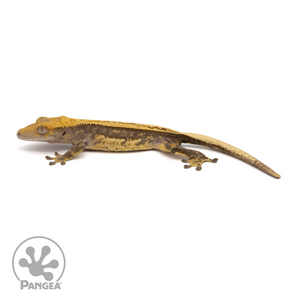 Male Pinstripe Crested Gecko Cr-1289 looking left 