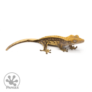Male Pinstripe Crested Gecko Cr-1289 looking right 