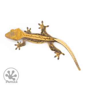 Male Pinstripe Crested Gecko Cr-1289 from above 