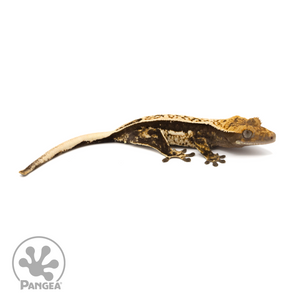 Juvenile Quadstripe Crested Gecko Cr-1290 looking right 