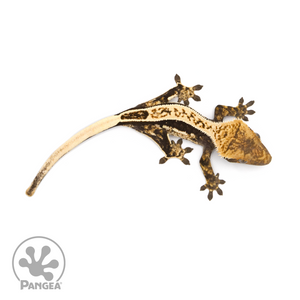 Juvenile Quadstripe Crested Gecko Cr-1290 from above 