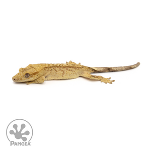Juvenile Brindle Crested Gecko Cr-1292 looking left