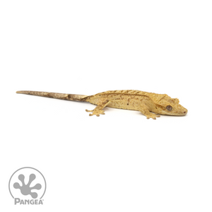 Juvenile Brindle Crested Gecko Cr-1292 looking right 