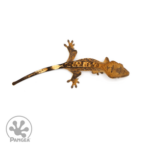 Juvenile Tiger Crested Gecko Cr-1294 from above