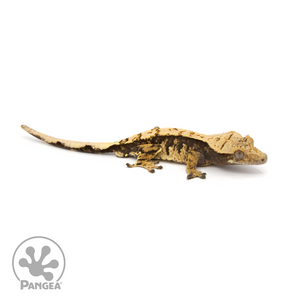 Male Extreme Harlequin Crested Gecko Cr-1295