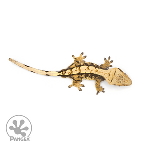 Male Extreme Harlequin Crested Gecko Cr-1295