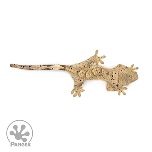 Juvenile Dalmatian Tiger Crested Gecko Cr-1297 from above