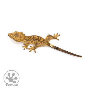 Juvenile Tiger Crested Gecko Cr-1298 from above