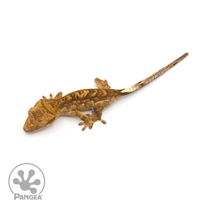 Juvenile Tiger Crested Gecko Cr-1299 from above
