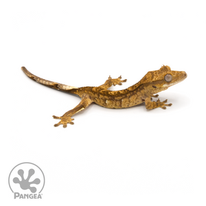 Juvenile Tiger Crested Gecko Cr-1299 looking right