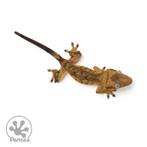 Juvenile Tiger Crested Gecko Cr-1300 from above