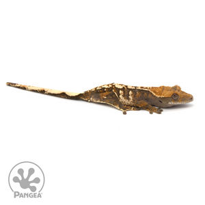 Juvenile Tricolor Crested Gecko Cr-1304 looking right 