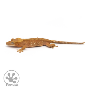 Juvenile Red Phantom Crested Gecko Cr-1311 from above
