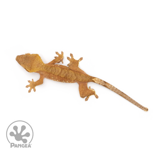 Juvenile Red Phantom Crested Gecko Cr-1311 from above 