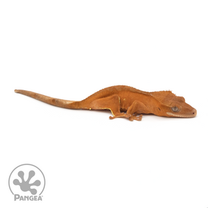 Juvenile Red Phantom Crested Gecko Cr-1312 looking right 