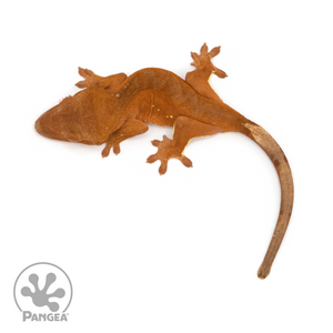 Juvenile Red Phantom Crested Gecko Cr-1312 from above 