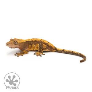 Female Red Extreme Harlequin Crested Gecko Cr-1313 looking left 