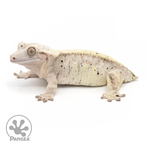 Female Lavender Dalmatian Crested Gecko Cr-1320 looking left