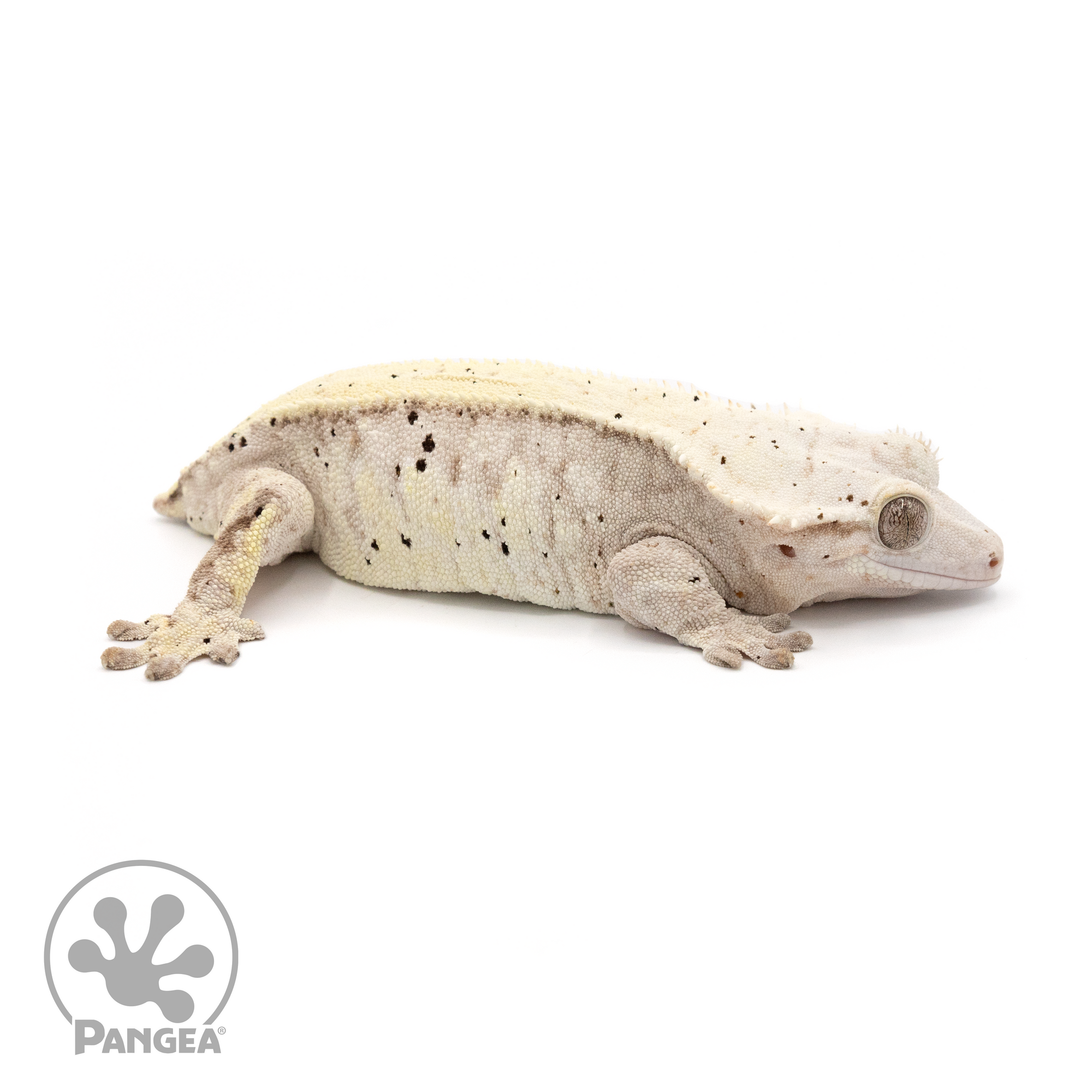 Female Lavender Dalmatian Crested Gecko Cr-1320 looking right 