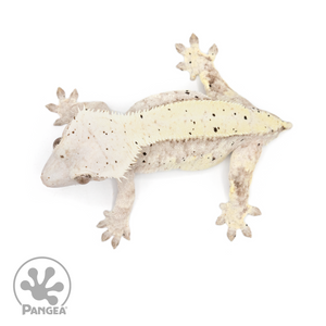 Female Lavender Dalmatian Crested Gecko Cr-1320 from above