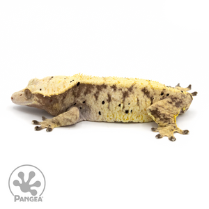 Female Lavender Dalmatian Crested Gecko Cr-1321 looking left