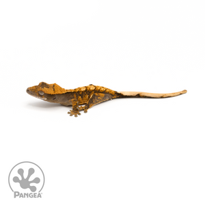 Juvenile Tricolor Crested Gecko Cr-1327 looking left