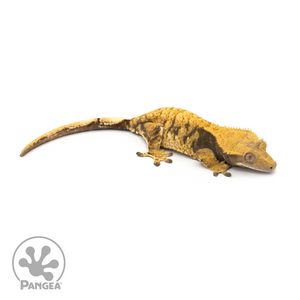 Female Halloween XXX Crested Gecko Cr-1329 looking right 