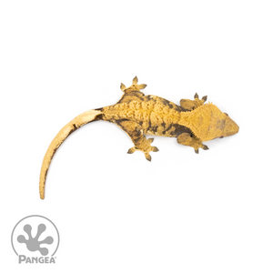Female Halloween XXX Crested Gecko Cr-1329 from above