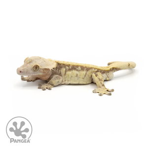 Male Pinstripe Extreme Tricolor Crested Gecko Cr-1335 looking left 