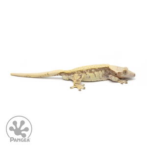 Male Pinstripe Extreme Tricolor Crested Gecko Cr-1335 looking right 