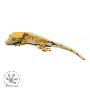 Male XXX Tricolor Crested Gecko Cr-1337 looking left 