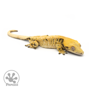 Male XXX Tricolor Crested Gecko Cr-1337 looking right 