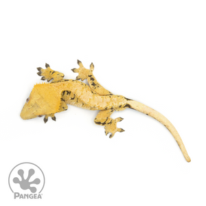 Male XXX Tricolor Crested Gecko Cr-1337 from above