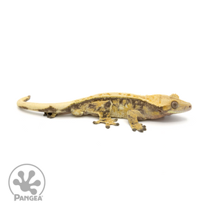 Male Extreme Harlequin Pinstripe Crested Gecko Cr-1339 looking right 