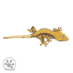 Male Lavender Extreme Harlequin Crested Gecko Cr-1340 from above