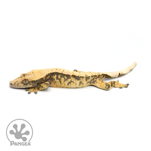 Male Extreme Harlequin Tricolor Crested Gecko Cr-1341 looking left 
