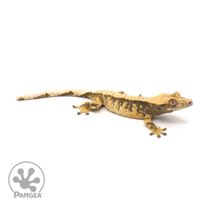 Male Extreme Harlequin Tricolor Crested Gecko Cr-1341 looking right 